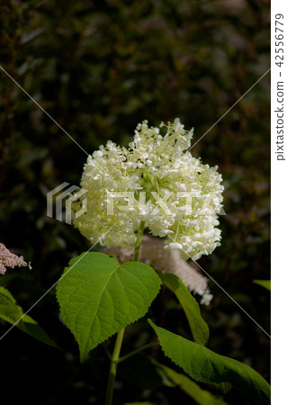 富良野工作室山景觀 42556779