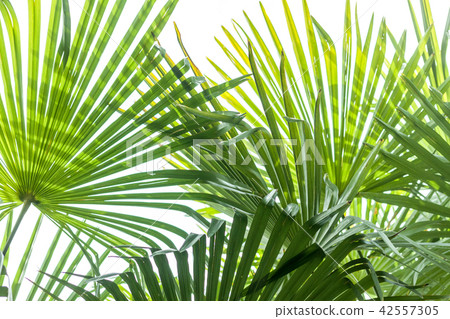 closeup palm tree leaf closeup palm tree leaf 42557305
