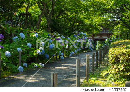 Scenery of Kuyasaji where Osaka Ikeda · hydrangea blooms Scenery of Kuyasaji where Osaka Ikeda · hydrangea blooms 42557762
