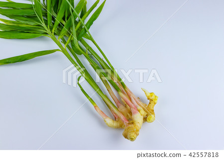 New ginger ginger 42557818