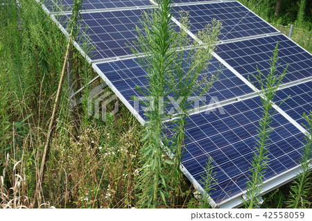 太陽能發電廠被雜草包圍 太陽能發電廠被雜草包圍 42558059