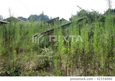 太陽能發電廠被雜草包圍 太陽能發電廠被雜草包圍 42558060