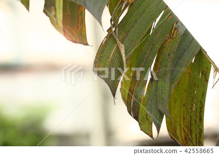 a banana leaf and blur background a banana leaf and blur background 42558665