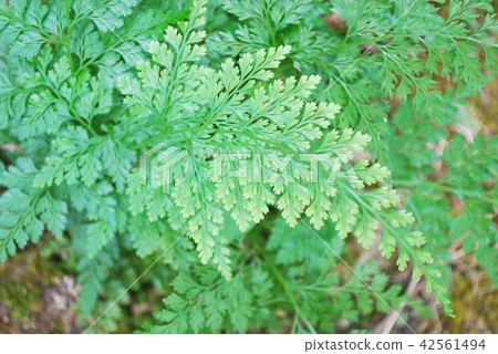 Tachishinobu 42561494