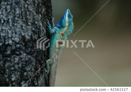 Blue-crested Lizard or Indo-Chinese Forest Lizard 42561527
