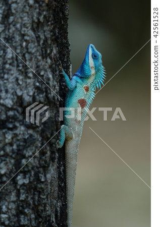 Blue-crested Lizard or Indo-Chinese Forest Lizard 42561528