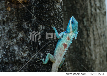 Blue-crested Lizard or Indo-Chinese Forest Lizard 42561531