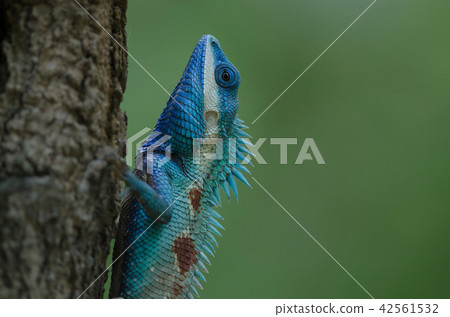 Blue-crested Lizard or Indo-Chinese Forest Lizard Blue-crested Lizard or Indo-Chinese Forest Lizard 42561532