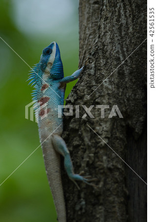 Blue-crested Lizard or Indo-Chinese Forest Lizard Blue-crested Lizard or Indo-Chinese Forest Lizard 42561535