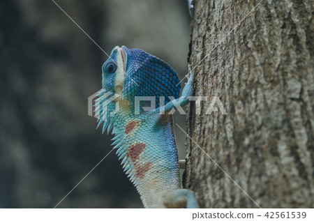 Blue-crested Lizard or Indo-Chinese Forest Lizard 42561539