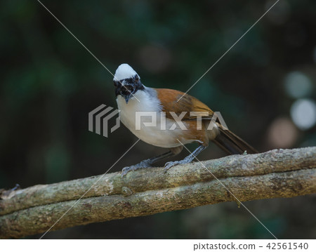 White-crested laughing thrush 42561540
