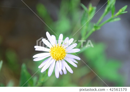 Yomena Yomena 42561570