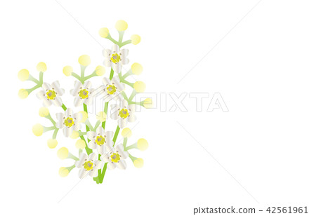 Prefectural Flower Simple Saga Kusuno Hana Prefectural Flower Simple Saga Kusuno Hana 42561961