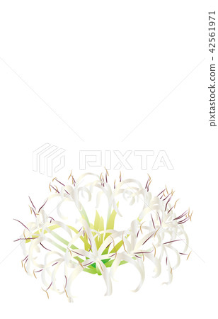 Prefectural Flower Simple Miyazaki Hamayuu 42561971