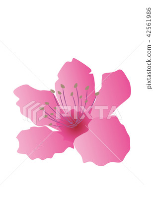 縣花簡單的岡山桃 42561986