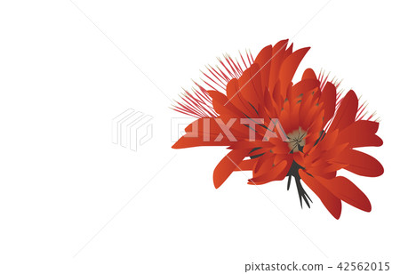 縣花簡單的沖繩Deigo 縣花簡單的沖繩Deigo 42562015