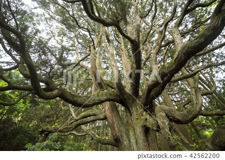 Takamori's cedar tree (Yu cedar) 42562200
