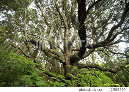 Takamori's cedar tree (Yuugi) and green 42562201