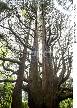 Takamori's cedar tree (female cedar with back crown) 42562202