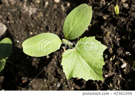 Bud of red fish melon in the field Bud of red fish melon in the field 42562209