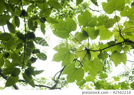 Aburagiri's green leaves 42562218
