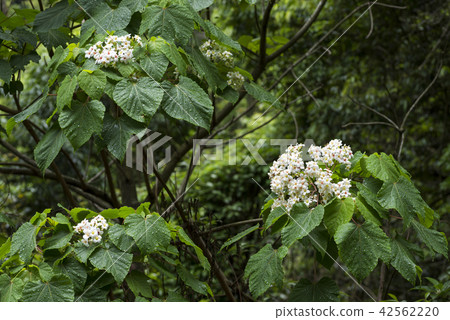 Aburagiri葉子和花雨淋濕 Aburagiri葉子和花雨淋濕 42562220