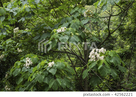 Aburagiri leaves and flowers wet with rain Aburagiri leaves and flowers wet with rain 42562221