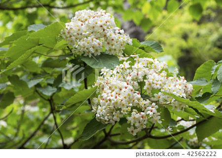 Aburagiri花 42562222
