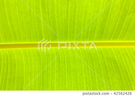 Texture of banana green leaves Texture of banana green leaves 42562426