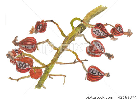 Moon peach fruit Alpinia zerumbet 42563374