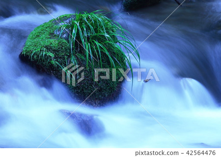 谷溪流清除當前的水生植物茨城縣日立大田市橫川的下崎慢速快門 谷溪流清除當前的水生植物茨城縣日立大田市橫川的下崎慢速快門 42564476