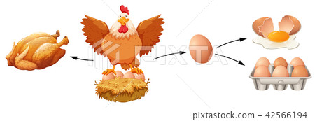 Chicken product on white background Chicken product on white background 42566194