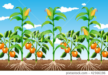 A Farming Plants and Root A Farming Plants and Root 42566196