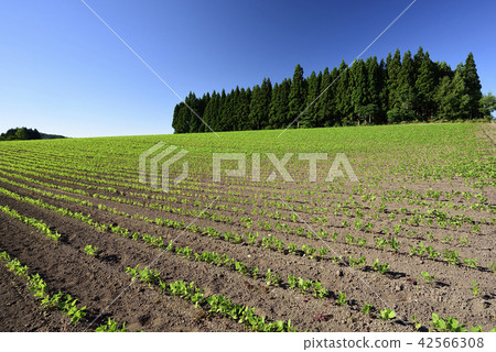 拍攝在北海道的Otobe鎮的湖中長大的紅豆田的夏天的風景 42566308