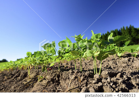 拍攝在北海道的Otobe鎮的湖中長大的紅豆田的夏天的風景 42566313