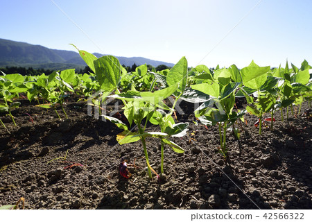 拍攝在北海道的Otobe鎮的湖中長大的紅豆田的夏天的風景 42566322