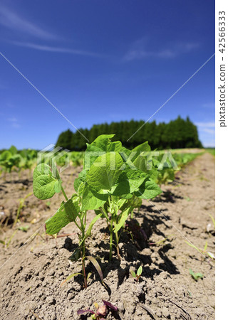 拍攝在北海道的Otobe鎮的湖中長大的紅豆田的夏天的風景 42566333