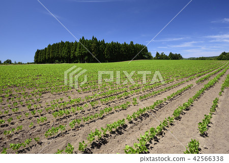 拍攝在北海道的Otobe鎮的湖中長大的紅豆田的夏天的風景 42566338
