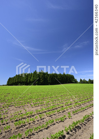 Shoot the scenery of the summer of the red bean field that grew up in the lake of Otobe town in Hokkaido Shoot the scenery of the summer of the red bean field that grew up in the lake of Otobe town in Hokkaido 42566340
