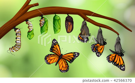 Science butterfly life cycle Science butterfly life cycle 42566370