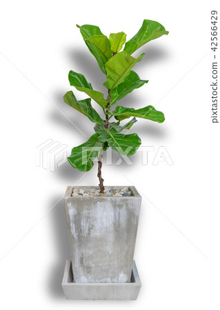 Aglaonema sp. Ngoentemban or Chinese Erergreen 42566429