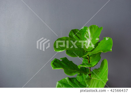 Aglaonema sp. Ngoentemban or Chinese Erergreen 42566437