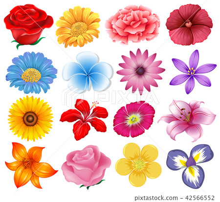 A set of beautiful flowers A set of beautiful flowers 42566552