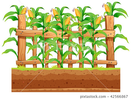 A corn farm on whiote background A corn farm on whiote background 42566867