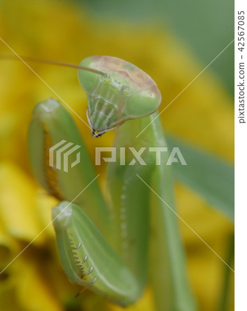 Wolframaki年輕的身體 42567085
