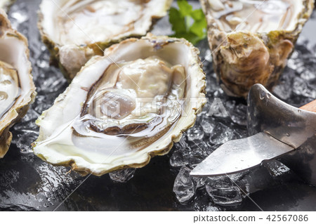 set of oysters 42567086