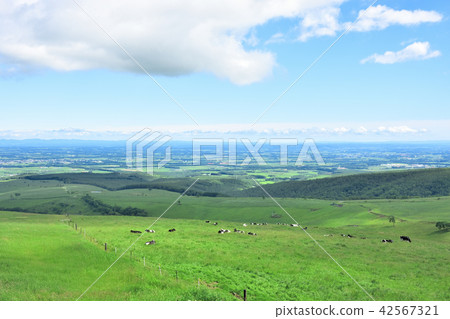 Naitai highland ranch of blue sky Naitai highland ranch of blue sky 42567321