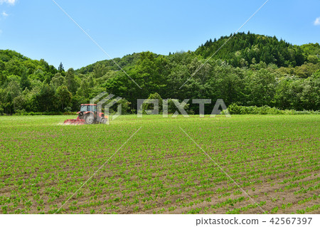 拍攝仲夏的風景，用拖拉機清除北海道Otobe鎮的紅豆田 42567397