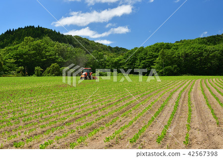 拍攝仲夏的風景，用拖拉機清除北海道Otobe鎮的紅豆田 42567398