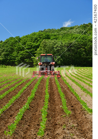 拍攝仲夏的風景，用拖拉機清除北海道Otobe鎮的紅豆田 42567400